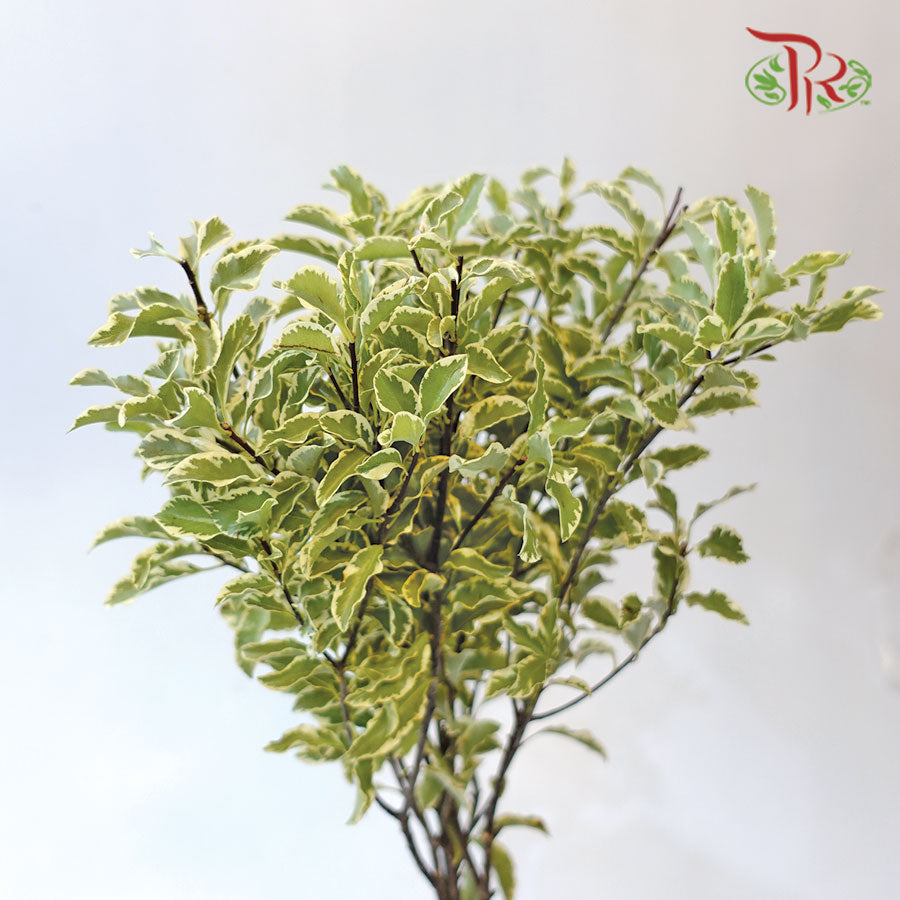 Pittosporum Small Leaf (Bunch)-Netherland-prflorist.com.my