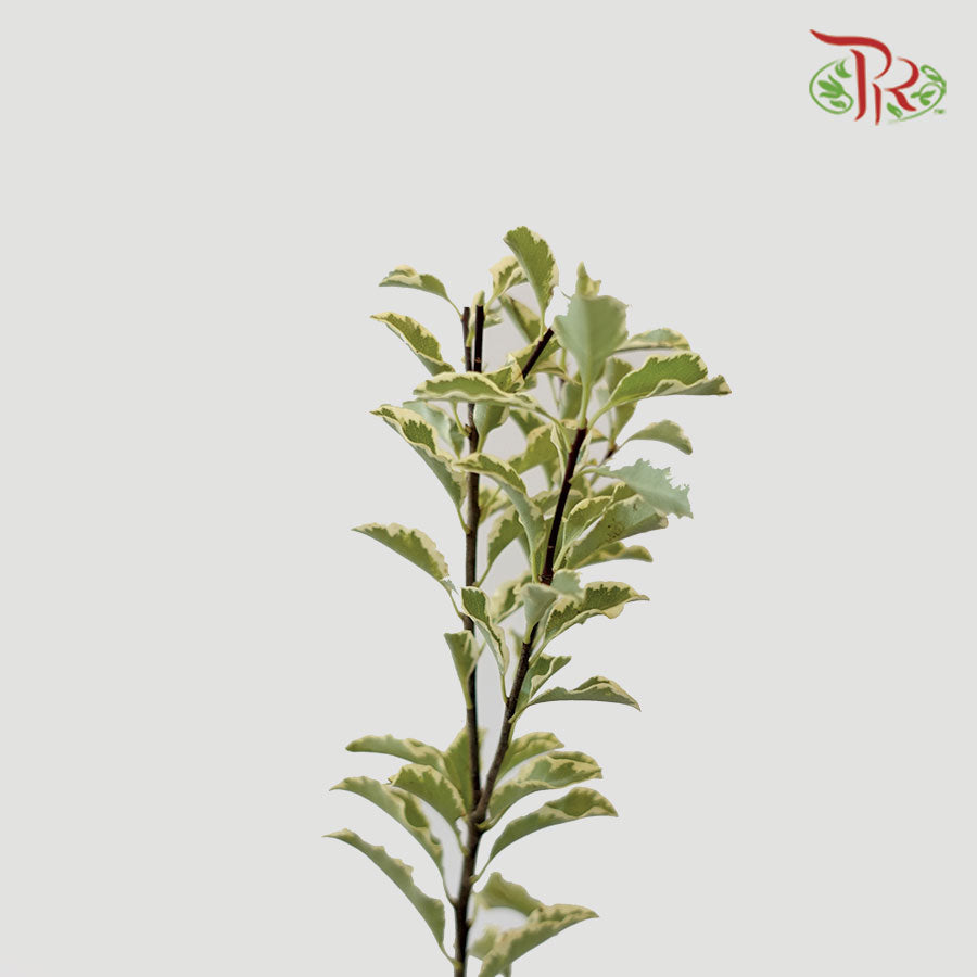 Pittosporum Small Leaf (Bunch)-Netherland-prflorist.com.my