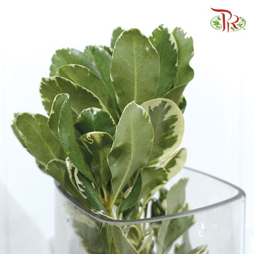 Pittosporum Tobira - (Per Bunch)-Italy-prflorist.com.my