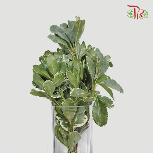 Pittosporum Tobira - (Per Bunch)-Italy-prflorist.com.my