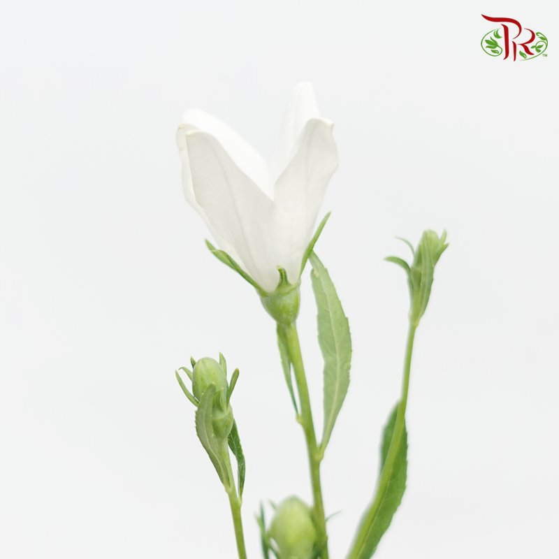Platycodon Grandiflorum - White (Per Bunch)-White-China-prflorist.com.my