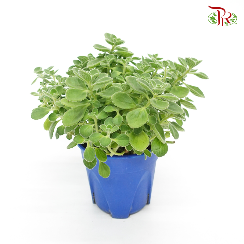 Plectranthus Tomentosa 《碰碰香》 - Pudu Ria Florist