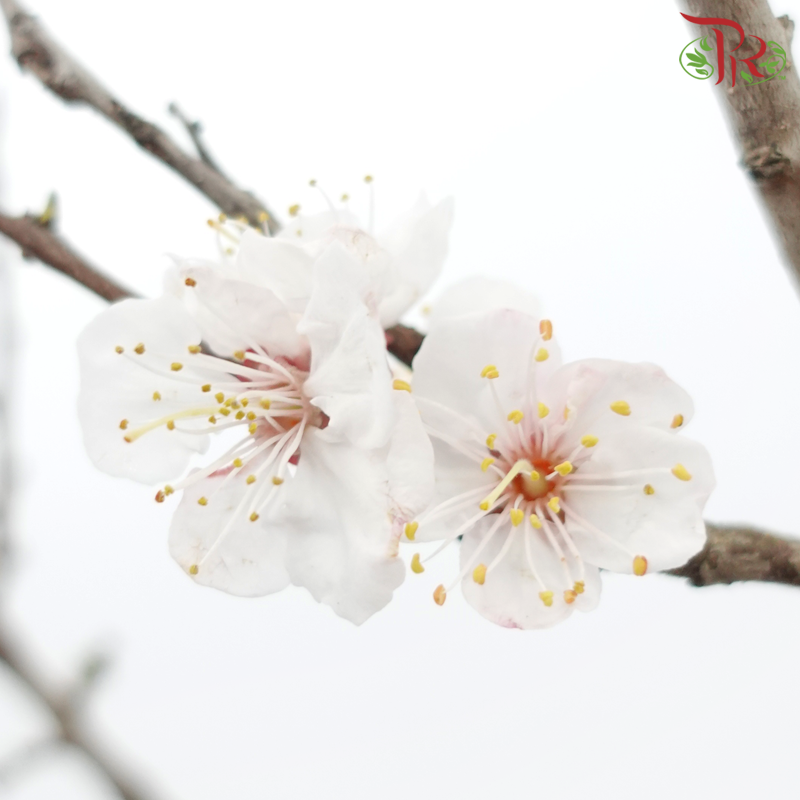 Plum Blossom (Per Bunch)-China-prflorist.com.my
