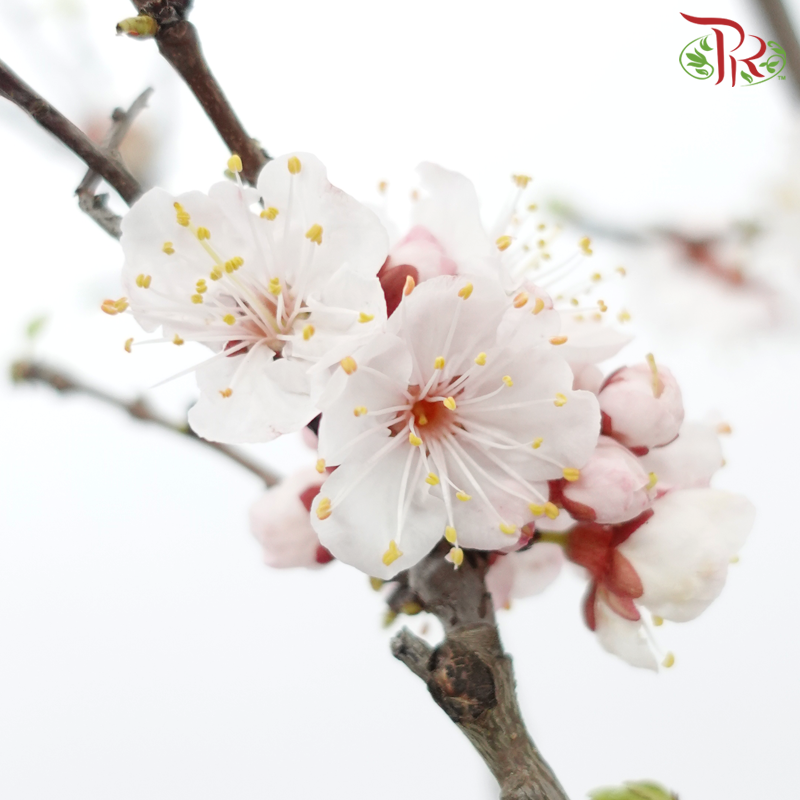 Plum Blossom (Per Bunch)-China-prflorist.com.my