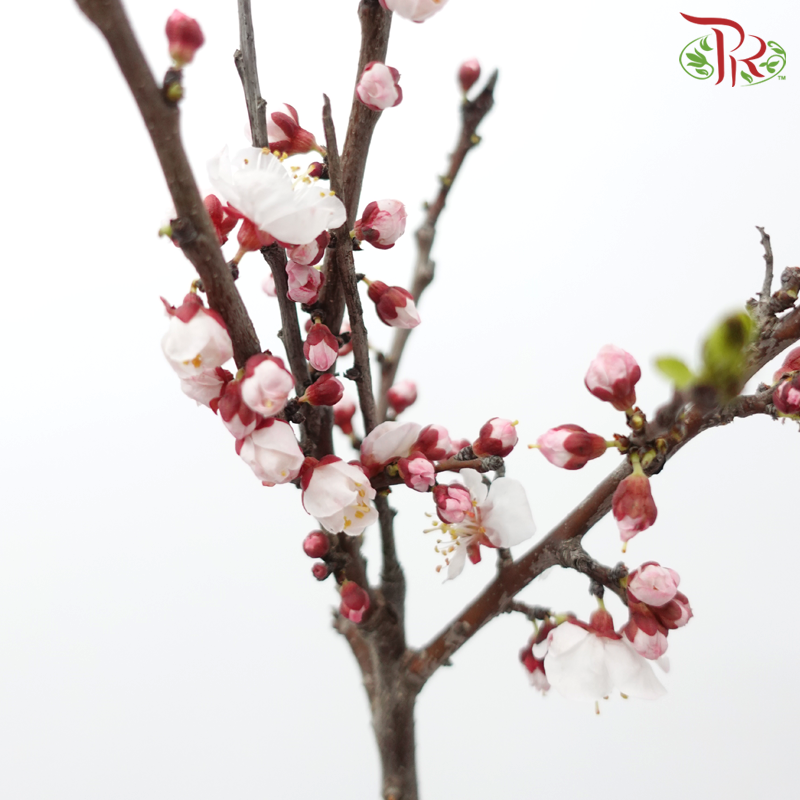 Plum Blossom (Per Bunch)-China-prflorist.com.my