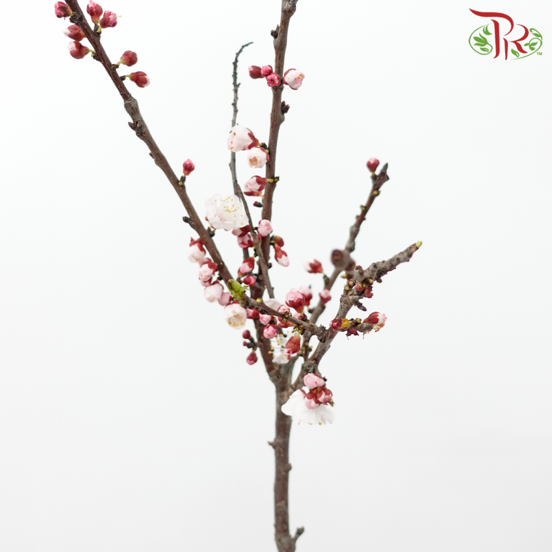 Plum Blossom (Per Bunch)-China-prflorist.com.my
