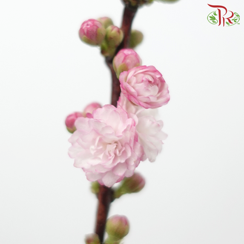 Plum Blossom - Pink (Per Bunch)-Pink-China-prflorist.com.my