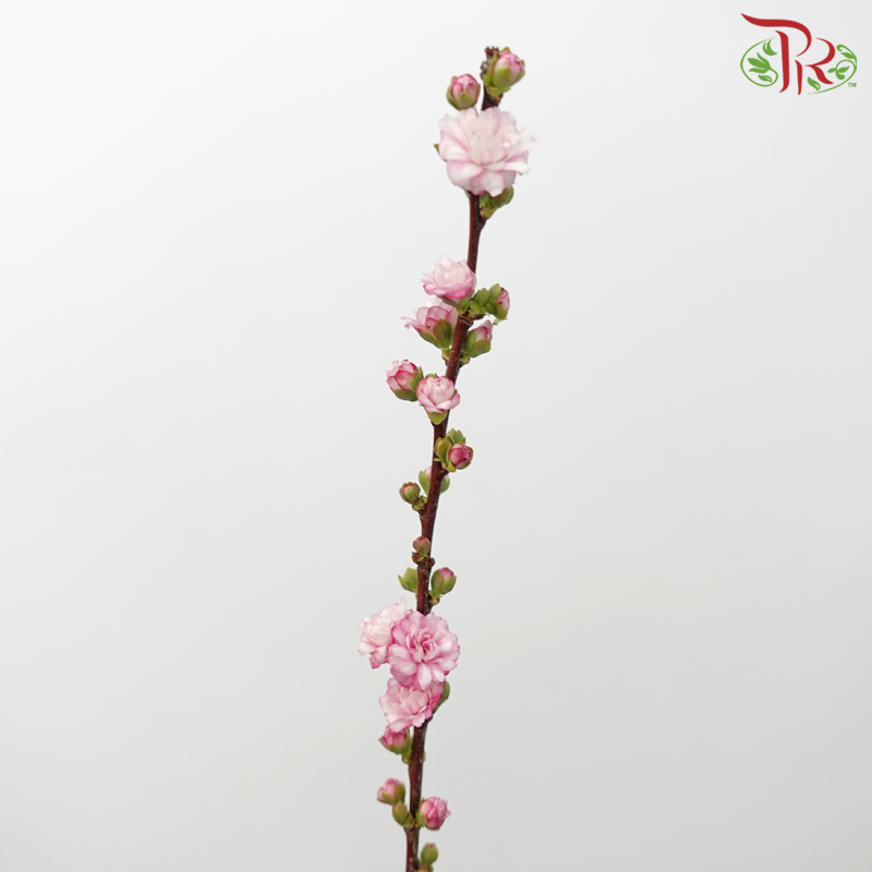 Plum Blossom - Pink (Per Bunch)-Pink-China-prflorist.com.my