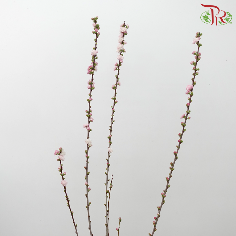 Plum Blossom - Pink (Per Bunch)-Pink-China-prflorist.com.my