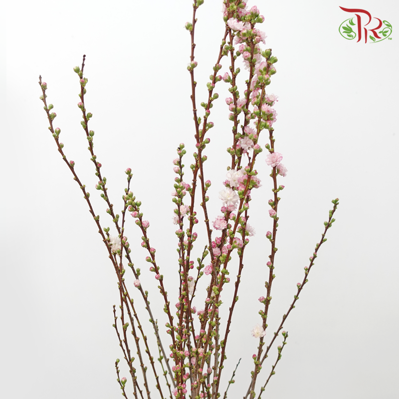 Plum Blossom - Pink (Per Bunch)-Pink-China-prflorist.com.my