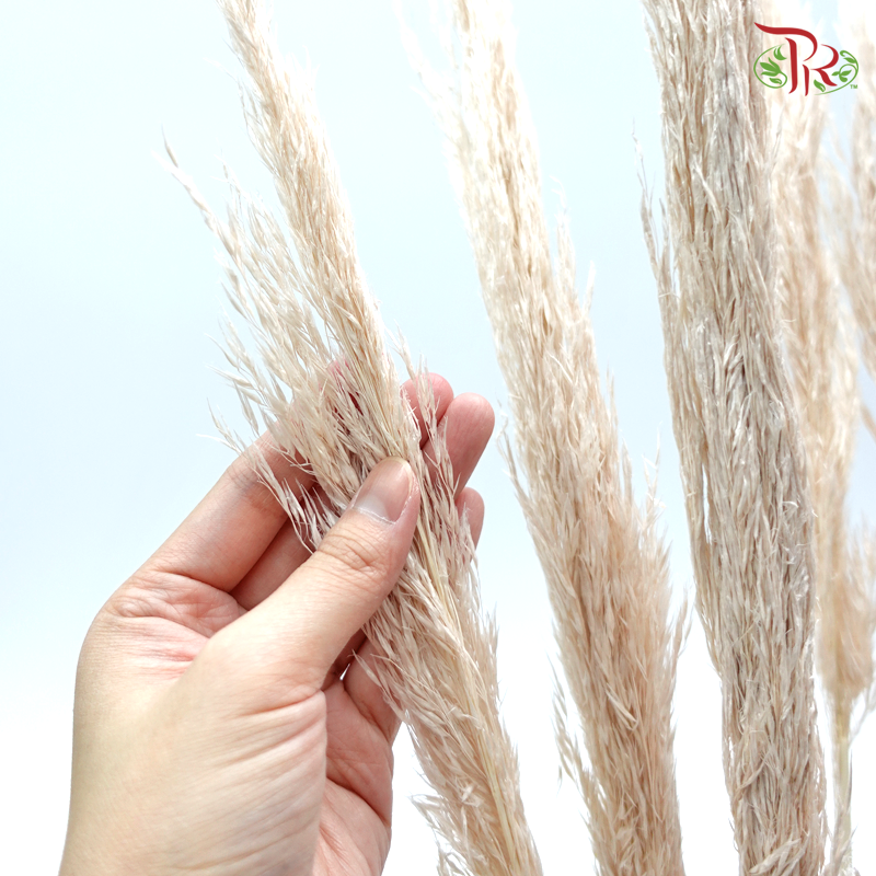 Plume Reed Preservative ( 5132-0-081 )-Brown-Japan-prflorist.com.my