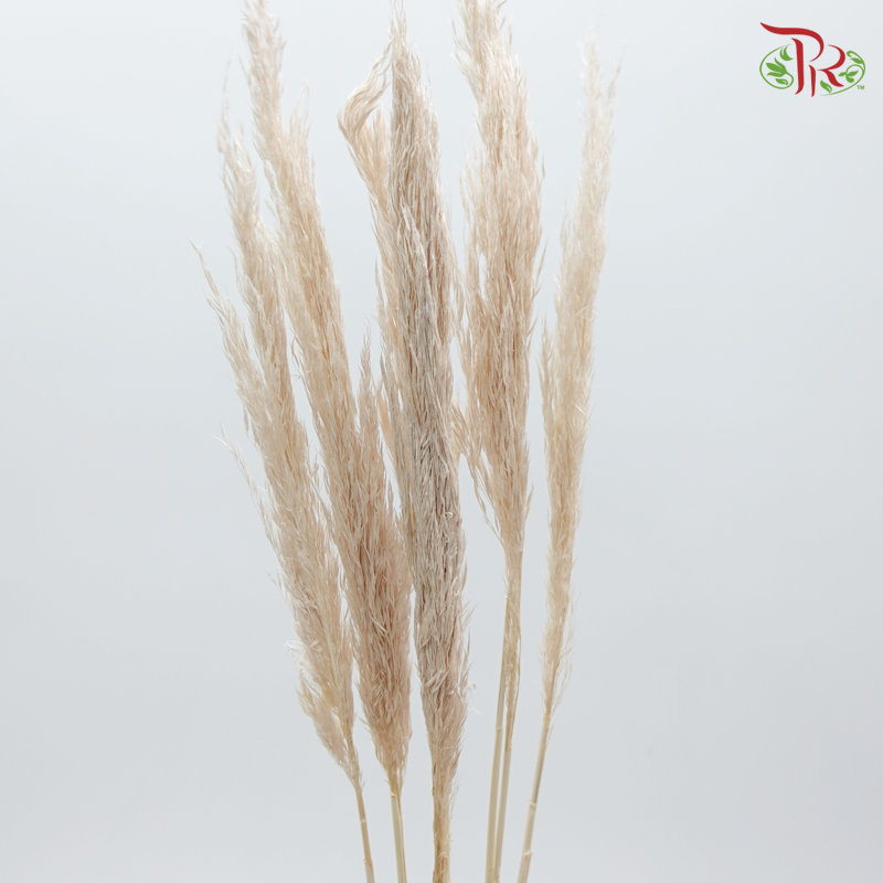 Plume Reed Preservative ( 5132-0-081 )-Brown-Japan-prflorist.com.my