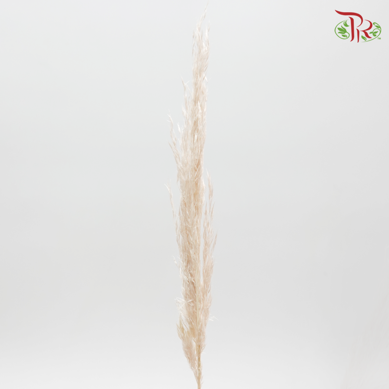 Plume Reed Preservative ( 5132-0-081 )-Brown-Japan-prflorist.com.my