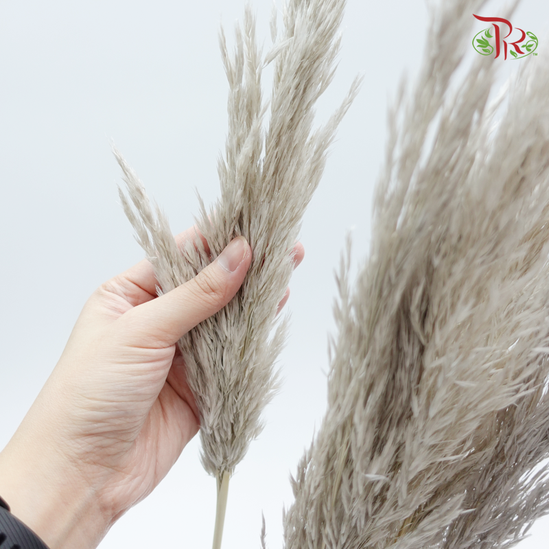 Plume Reed Preservative - ( 5132-0-871 )-Japan-prflorist.com.my