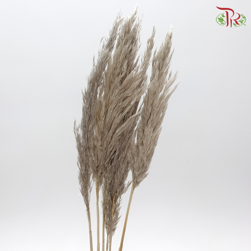 Plume Reed Preservative - ( 5132-0-871 )-Japan-prflorist.com.my
