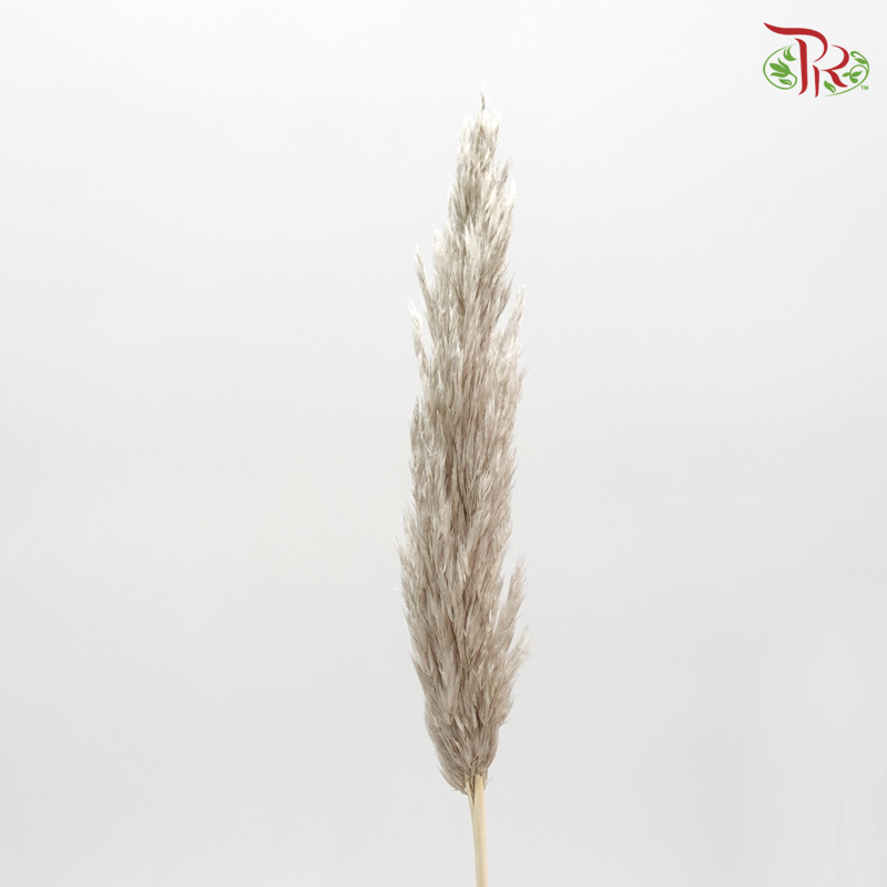 Plume Reed Preservative - ( 5132-0-871 )-Japan-prflorist.com.my