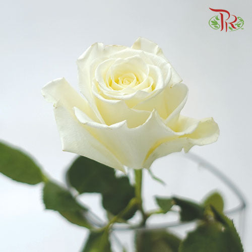Ceres Rose - Escimo (25 Stems) - Pudu Ria Florist