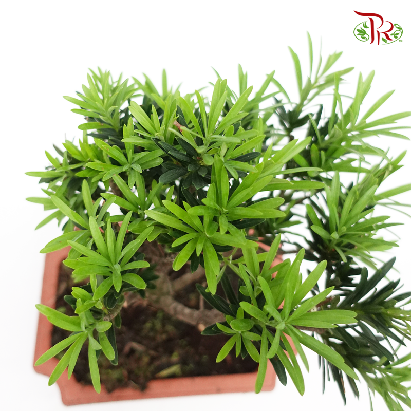 Podocarpus Macrophyllus《罗汉松》