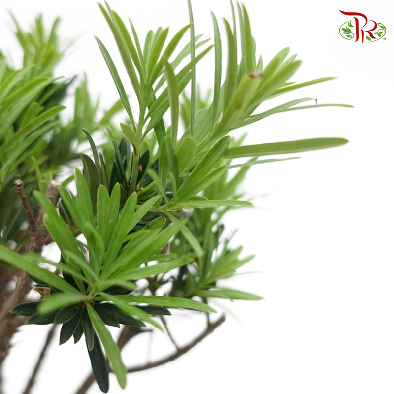 Podocarpus Macrophyllus《罗汉松》