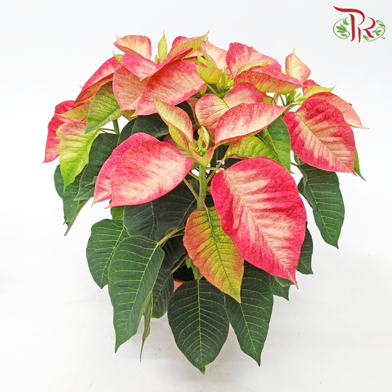 Poinsettia《圣诞红》