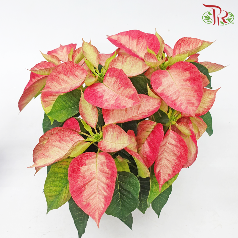 Poinsettia《圣诞红》