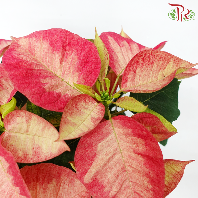 Poinsettia《圣诞红》