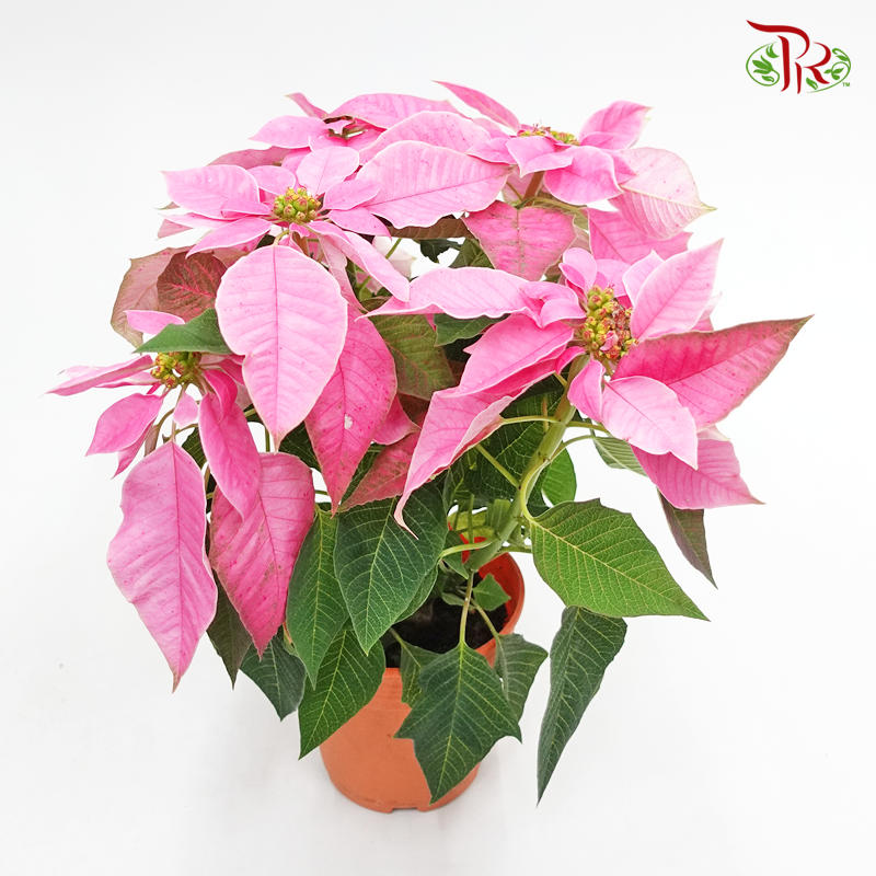 Poinsettia- Pink《圣诞红》-Pudu Ria Florist-prflorist.com.my
