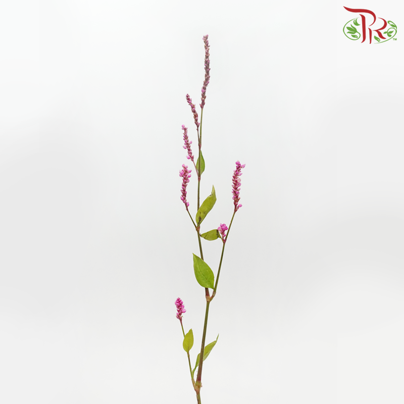 Polygonum - Pink (Per Bunch)-Pink-China-prflorist.com.my