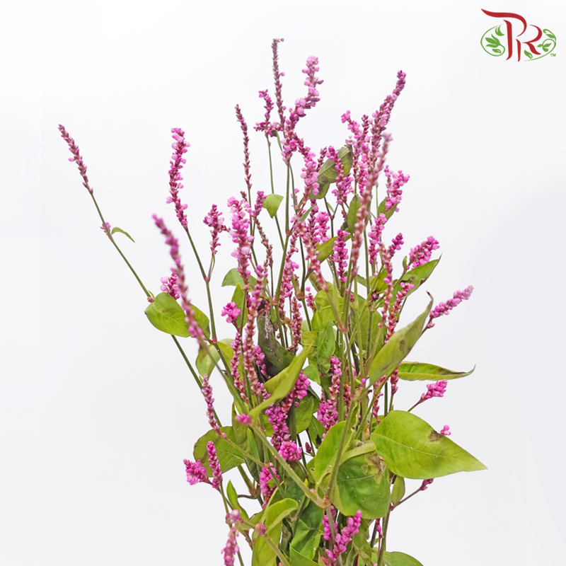 Polygonum - Pink (Per Bunch)-Pink-China-prflorist.com.my