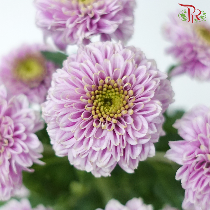 Pom Pom - Florini Doria (10 Stems)-Lilac-Vietnam-prflorist.com.my