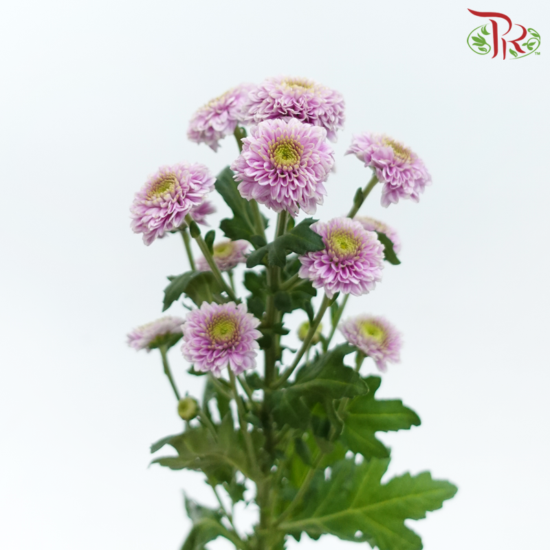 Pom Pom - Florini Doria (10 Stems)-Lilac-Vietnam-prflorist.com.my
