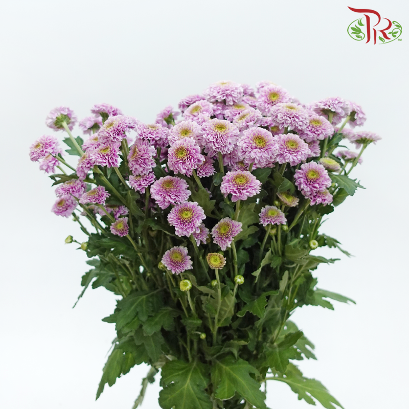 Pom Pom - Florini Doria (10 Stems)-Lilac-Vietnam-prflorist.com.my