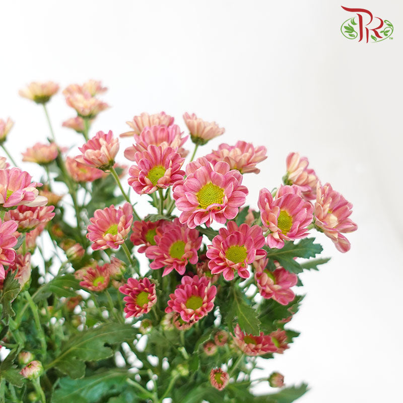 Pom Pom - Rossi Losbter (10 Stems)-Pink-Vietnam-prflorist.com.my