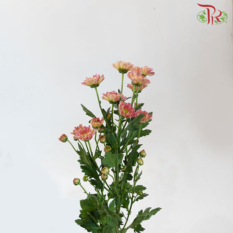 Pom Pom - Rossi Losbter (10 Stems)-Pink-Vietnam-prflorist.com.my
