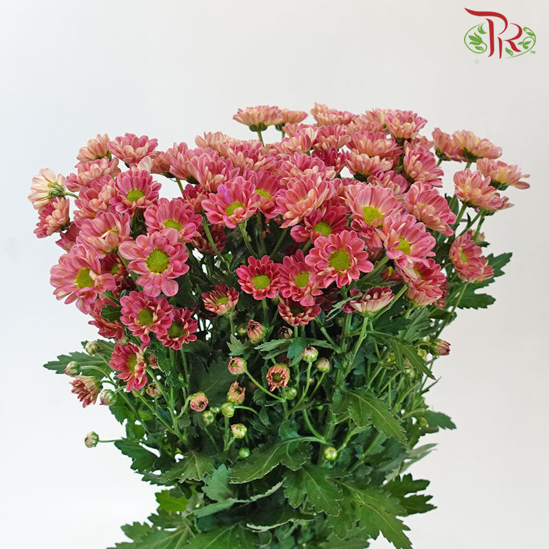 Pom Pom - Rossi Losbter (10 Stems)-Pink-Vietnam-prflorist.com.my