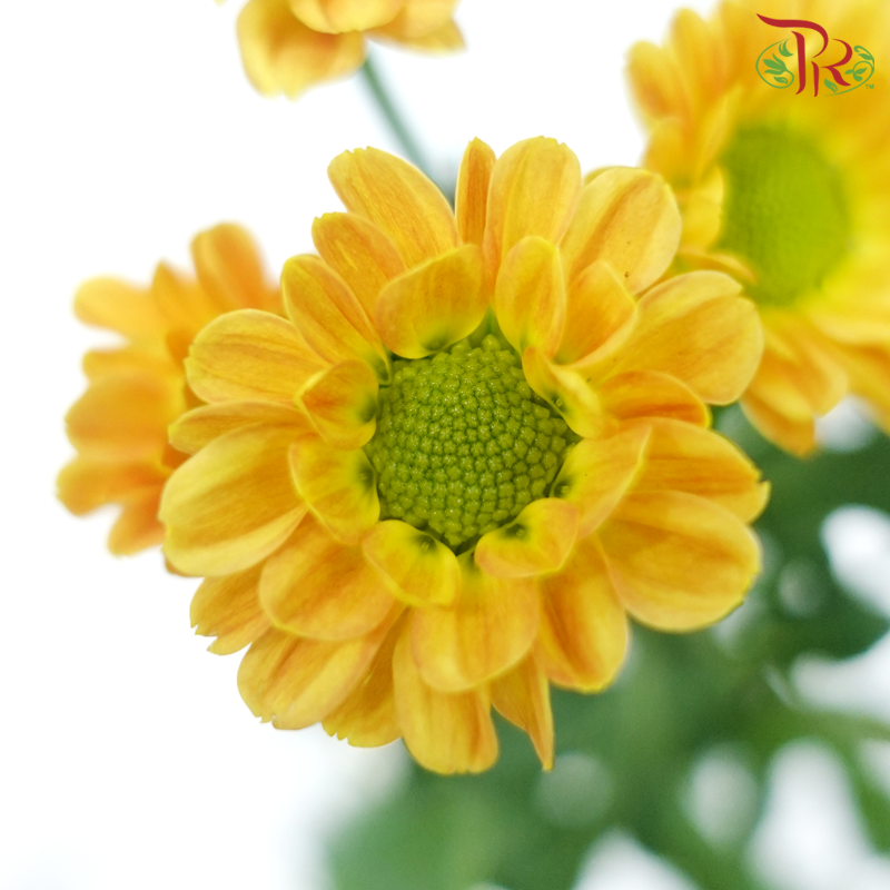 Pom Pom - Rossi Orange (10 Stems)-Orange-Vietnam-prflorist.com.my