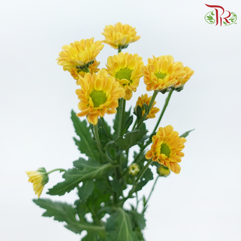 Pom Pom - Rossi Orange (10 Stems)-Orange-Vietnam-prflorist.com.my