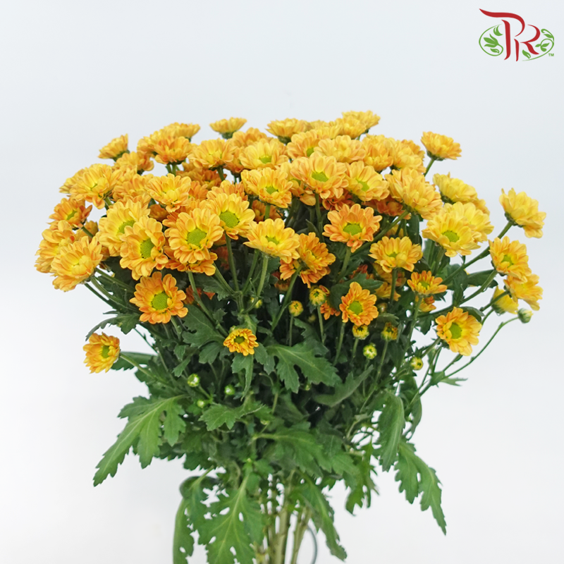 Pom Pom - Rossi Orange (10 Stems)-Orange-Vietnam-prflorist.com.my