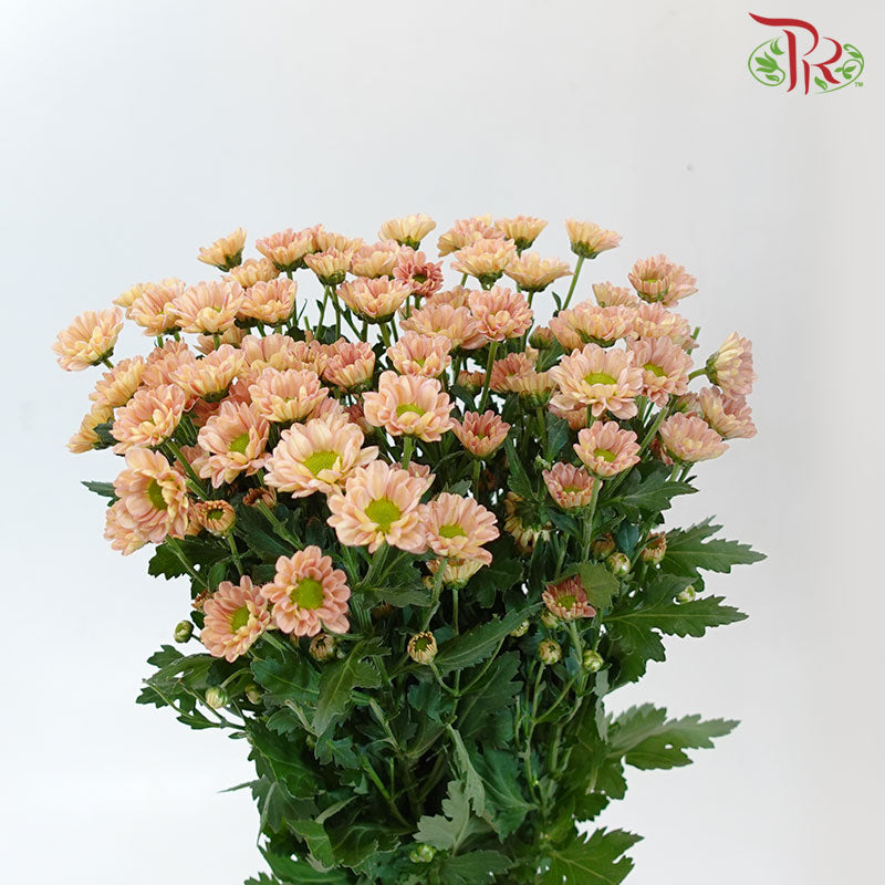 Pom Pom - Rossi Smokey (10 Stems)-Pink-Vietnam-prflorist.com.my