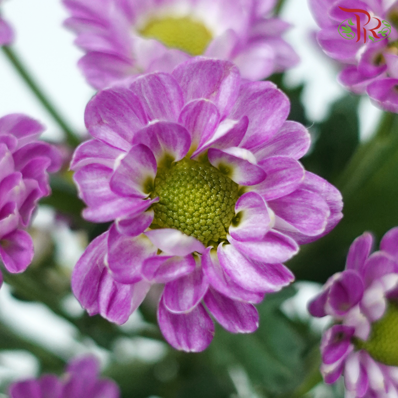 Pom Pom - Rossi Splendid Purple (10 Stems)-Purple-Vietnam-prflorist.com.my