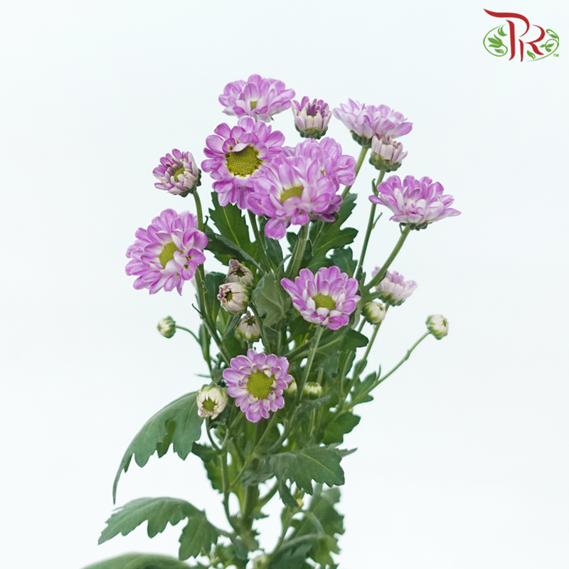 Pom Pom - Rossi Splendid Purple (10 Stems)-Purple-Vietnam-prflorist.com.my