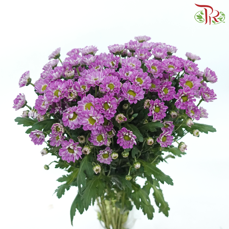 Pom Pom - Rossi Splendid Purple (10 Stems)-Purple-Vietnam-prflorist.com.my