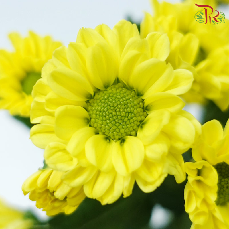 Pom Pom - Rossi Sunny (10 Stems)-Yellow-Vietnam-prflorist.com.my