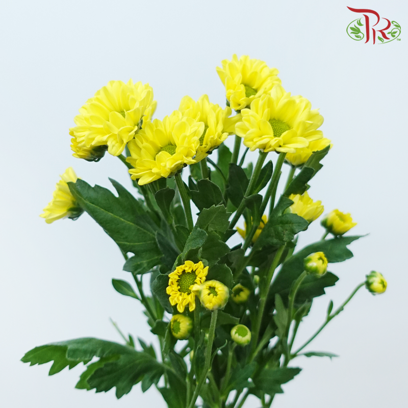 Pom Pom - Rossi Sunny (10 Stems)-Yellow-Vietnam-prflorist.com.my