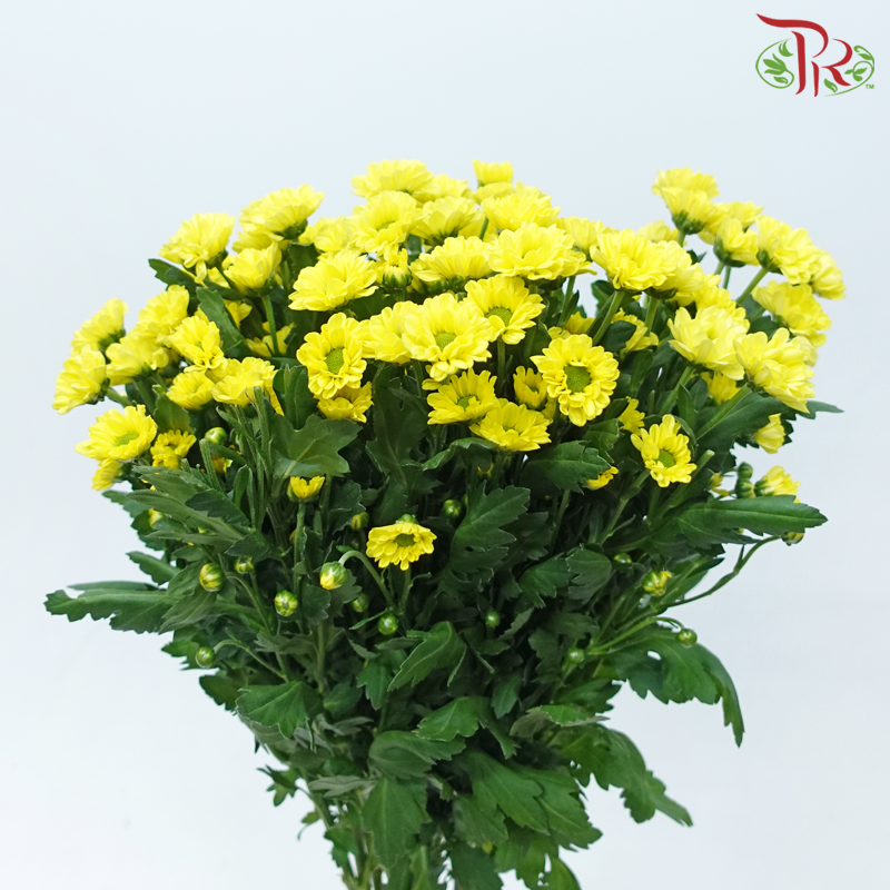 Pom Pom - Rossi Sunny (10 Stems)-Yellow-Vietnam-prflorist.com.my