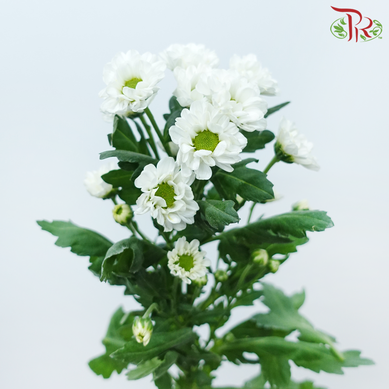 Pom Pom - Rossi White (10 Stems)-White-Vietnam-prflorist.com.my