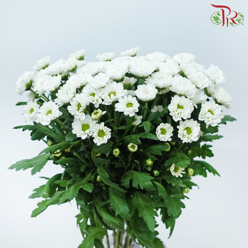 Pom Pom - Rossi White (10 Stems)-White-Vietnam-prflorist.com.my