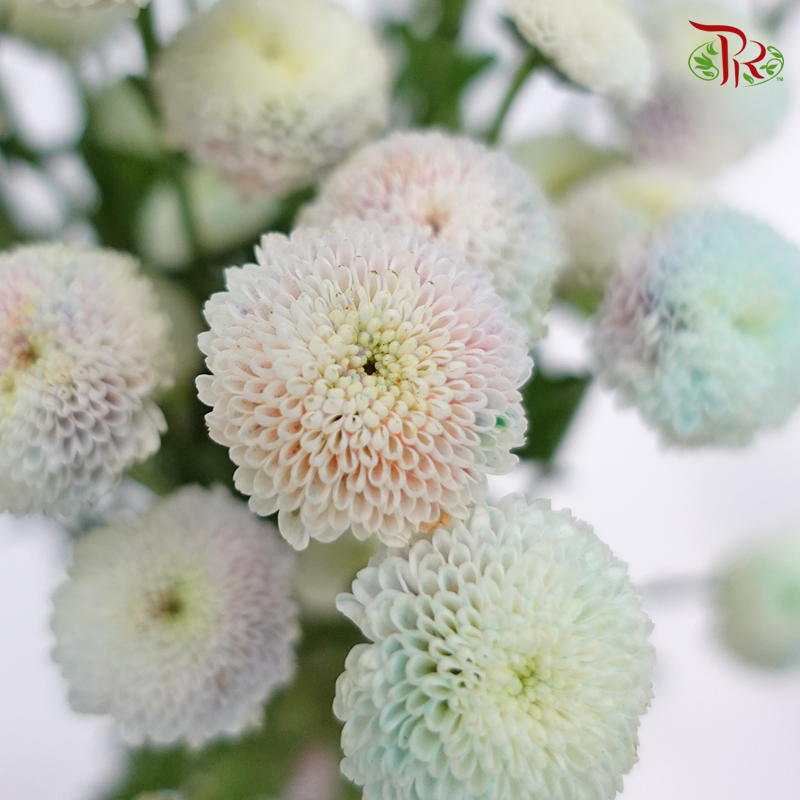 Chrysanthemum Dyed Rainbow - (5 Stems) - Pudu Ria Florist