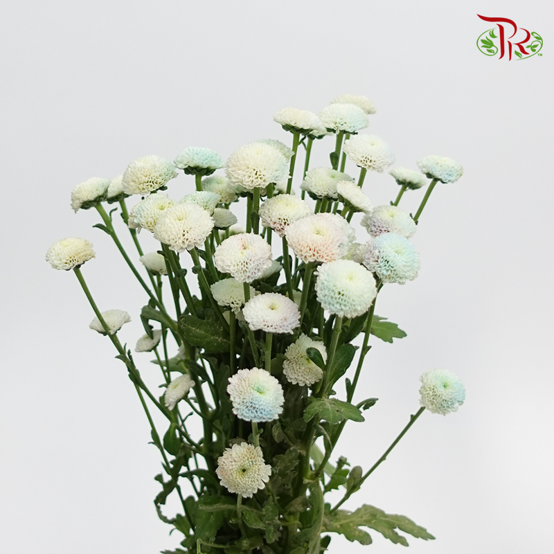 Chrysanthemum Dyed Rainbow - (5 Stems) - Pudu Ria Florist
