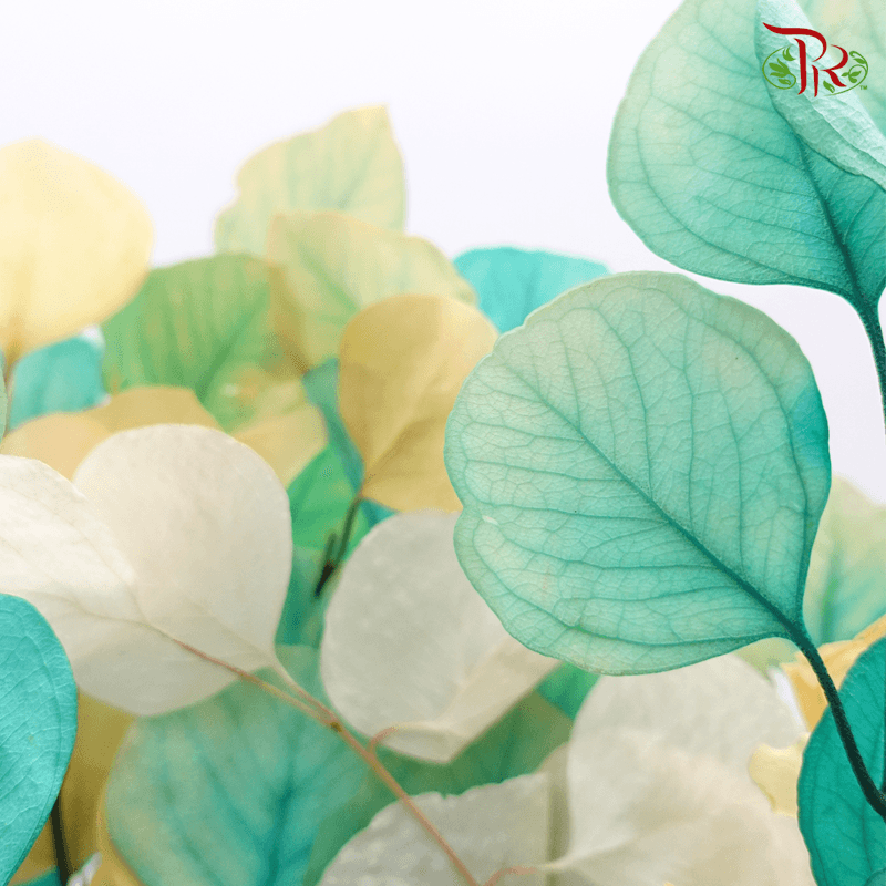 Eucalyptus Dyed Populus - Fusion Blue - Pudu Ria Florist